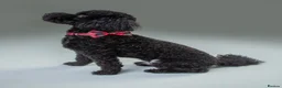 Shihpoo dogs for stud: Meet Ricco!  - Advert 2