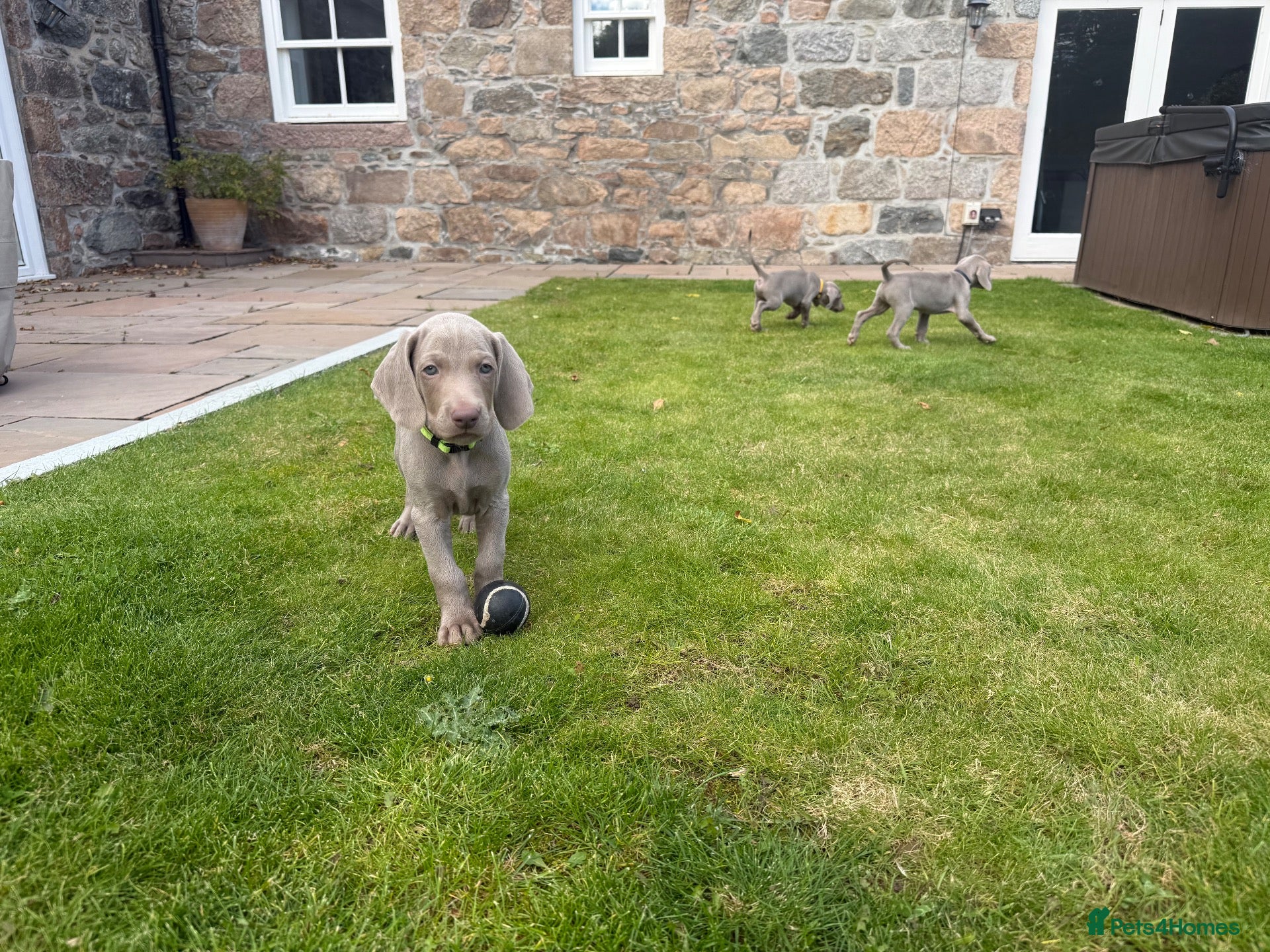 Weimaraner dogs Superb Gunalt Bloodlines & Excellent Temperament - Advert 2