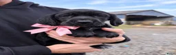 Mixed Breed dogs for sale: Gorgeous Pointer x setter puppies in Tenby - Advert 6