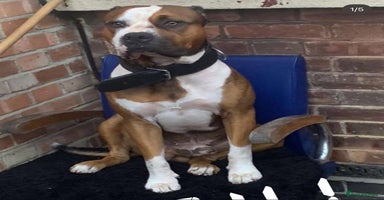 American Bulldog dogs - Advert 11
