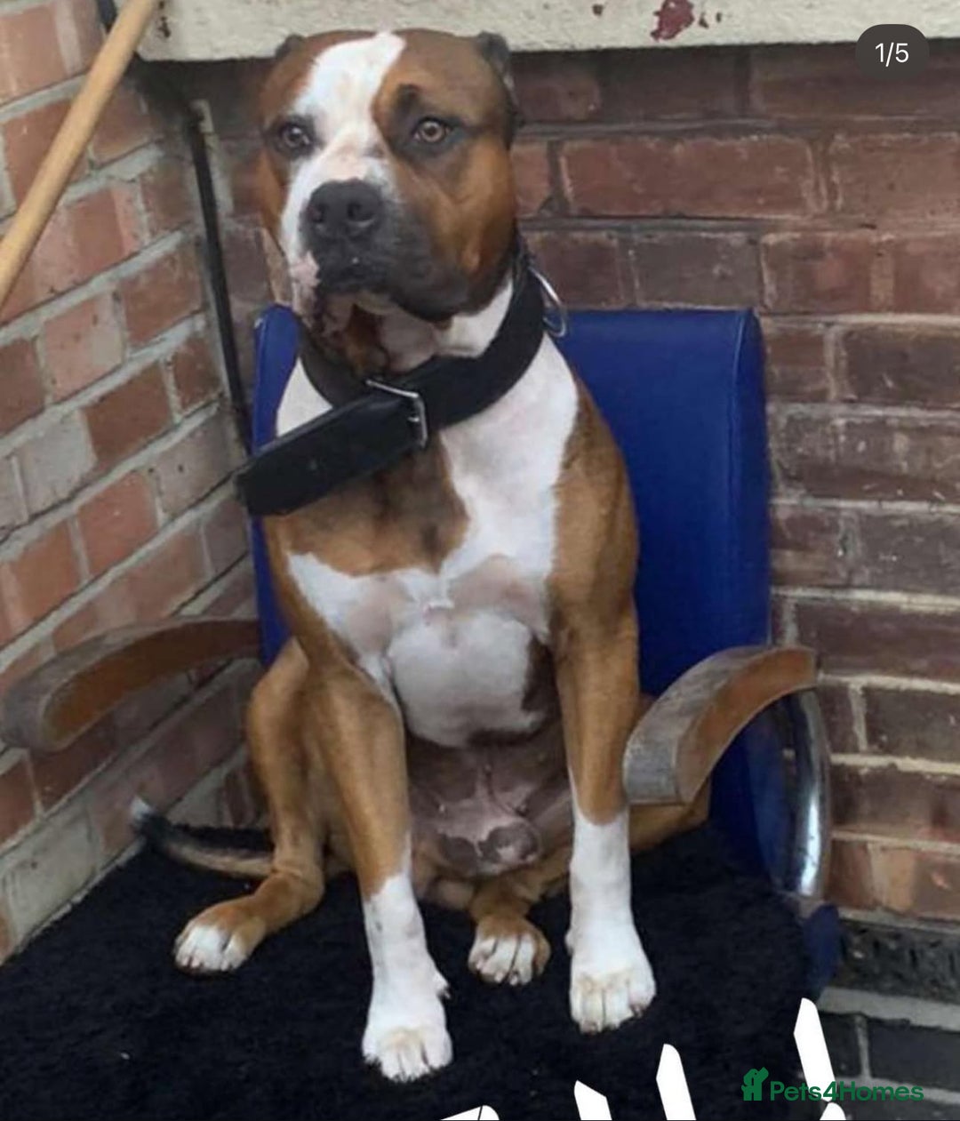 American Bulldog dogs for stud: American bulldog x mastiff for stud - Image 3
