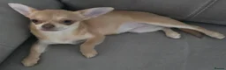 Chihuahua dogs for sale: KC Fawn Girl  - Advert 2