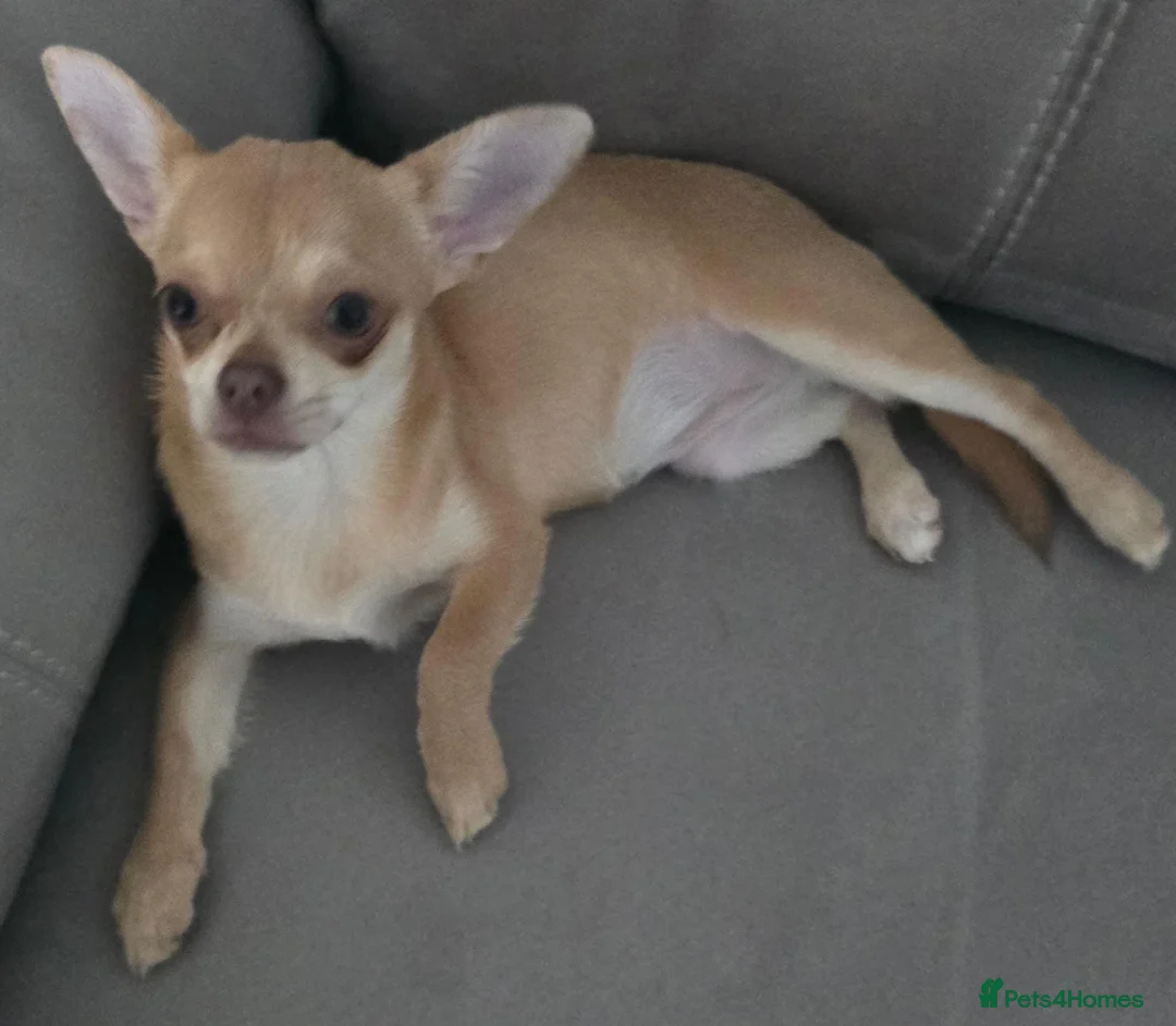 Chihuahua dogs for sale: KC Fawn Girl  - Advert 2