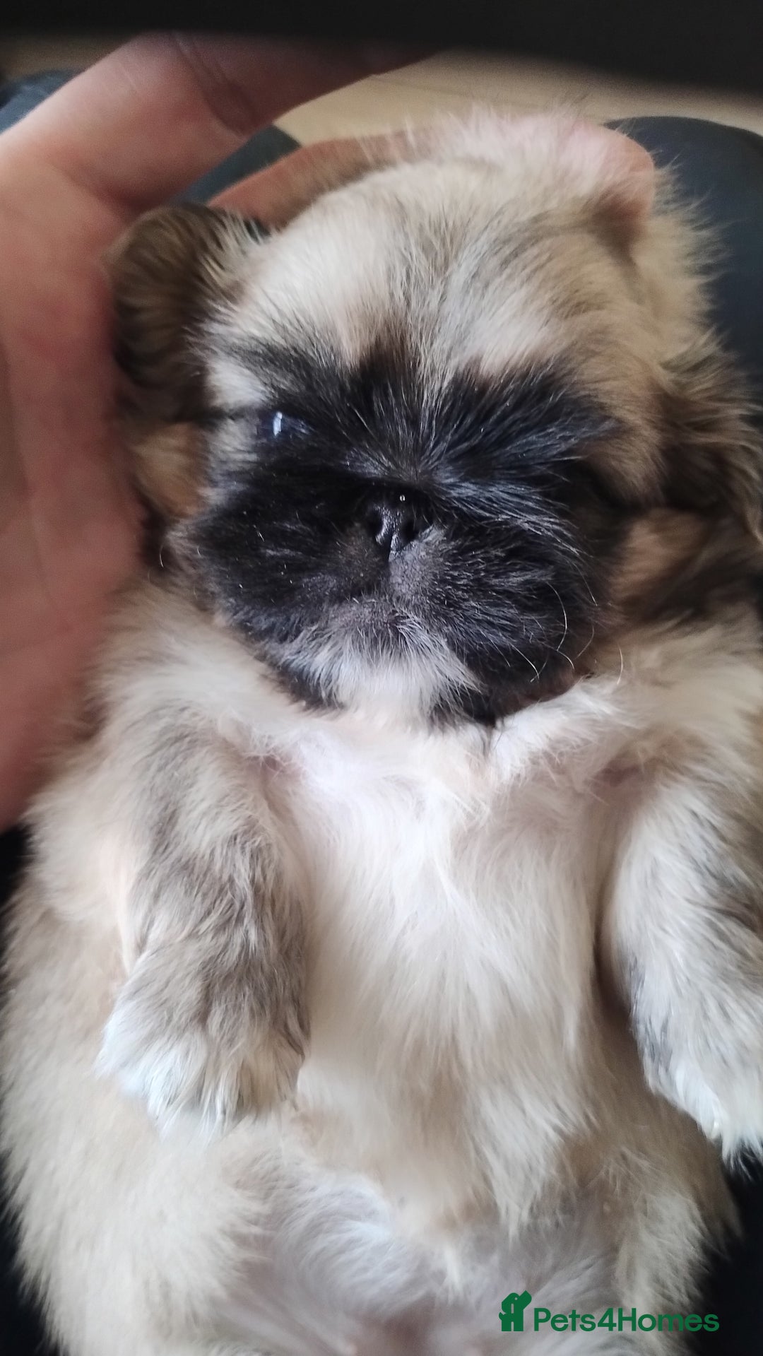 Pekingese dogs for sale: Pekingese puppies. Eastbourne - Advert 6