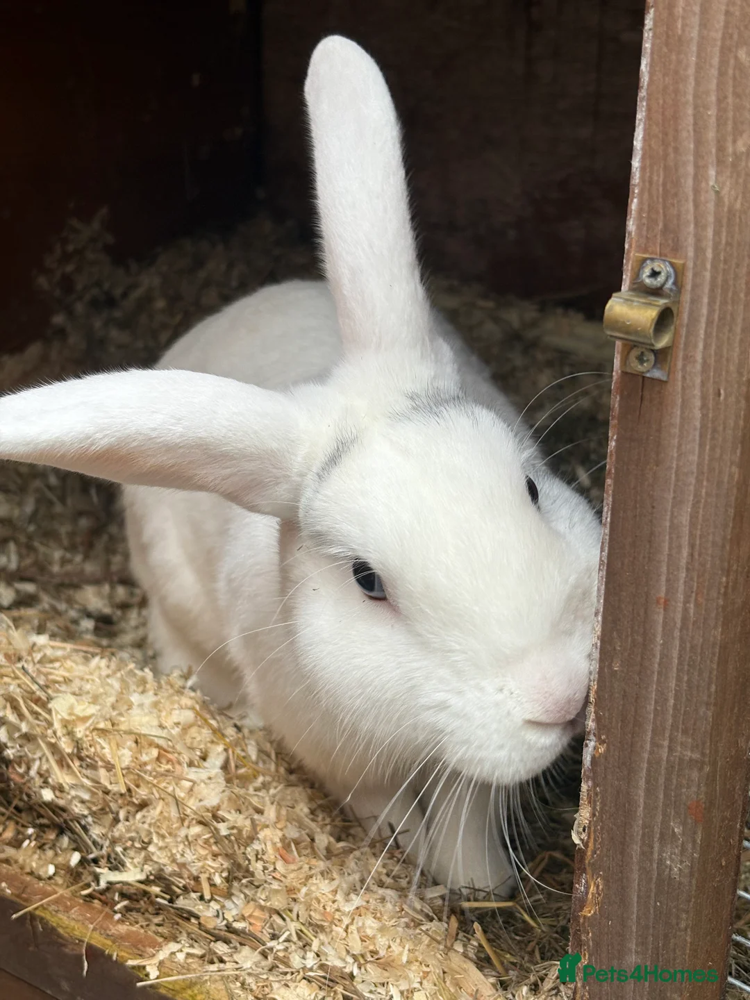 New Zealand rabbits for sale: New Zealand white rabbit  in Tadley - Advert 1