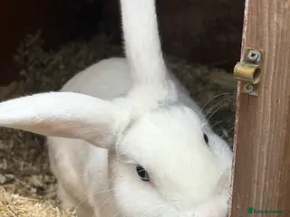 New Zealand rabbits New Zealand white rabbit - Advert 2