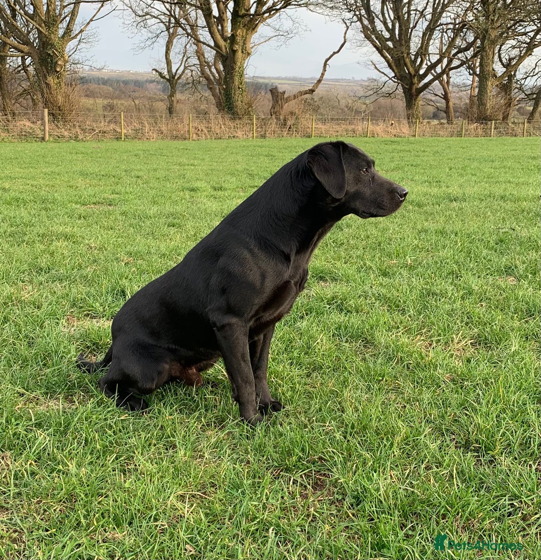 Labrador Retriever dogs for sale: KC Registered Black Labradors - Advert 6