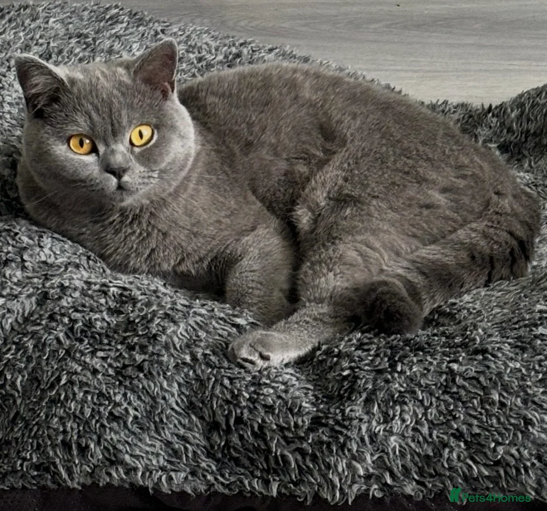 British Shorthair cats for sale: Registered British Shorthair Boy  - Advert 4