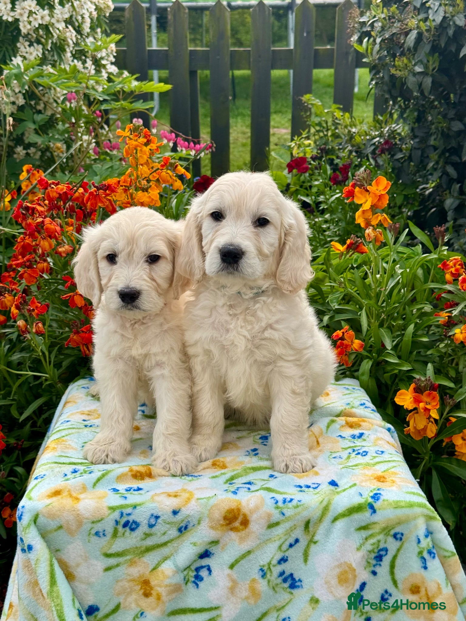 Goldendoodle dogs 4 left    teddy bear like mini Goldendoodles  - Advert 1