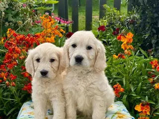 Goldendoodle dogs 4 left teddy bear like mini Goldendoodles - Advert 1