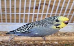 Budgerigars birds for sale: Beautiful Baby Budgies - Image 6