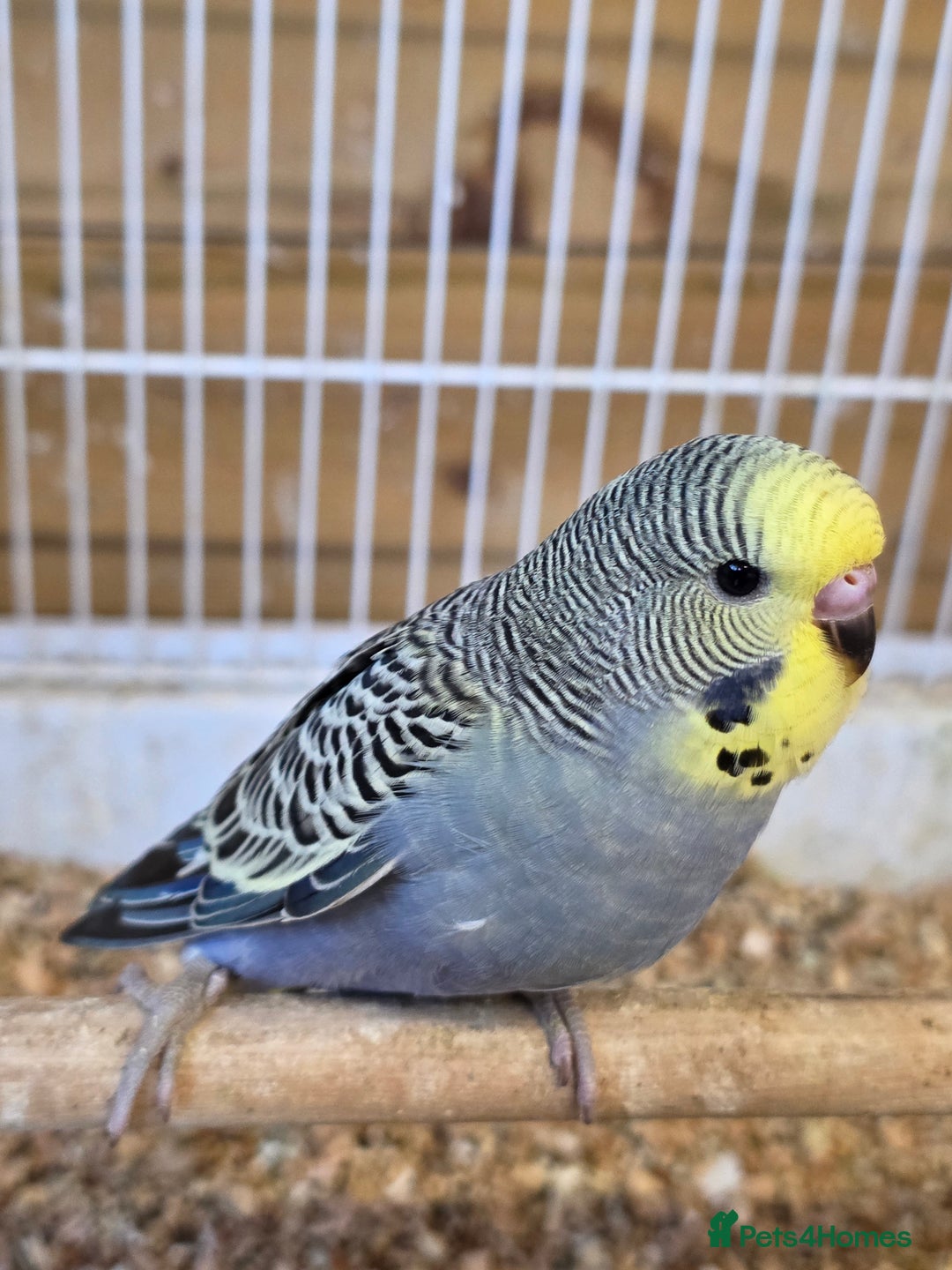 Budgerigars birds for sale: Beautiful Baby Budgies - Image 6