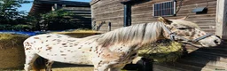 Riding pony horses for sale: Mowgli - British Spotted Pony  in Sittingbourne - Advert 1