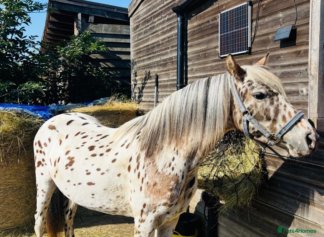 Riding pony horses for sale: Mowgli - British Spotted Pony  in Sittingbourne - Advert 1