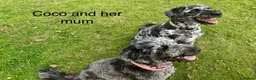 Double Doodle dogs for sale: Ultimate Double Doodles - lovely temperaments - Advert 16