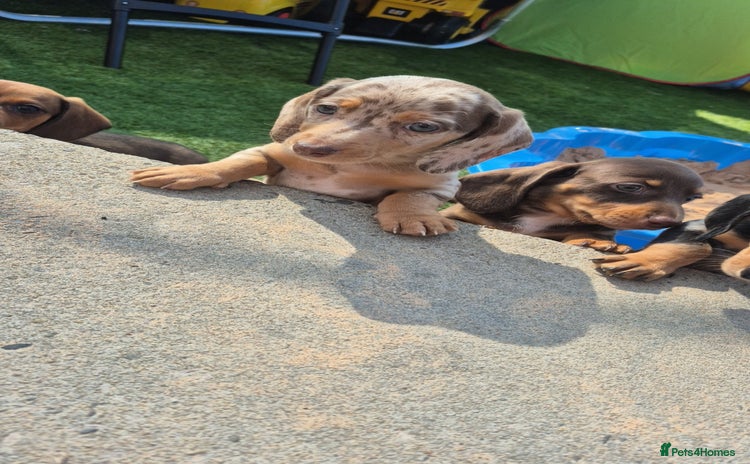 Miniature Dachshund dogs - Advert 6