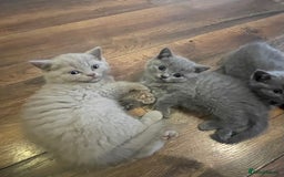 British Shorthair cats for sale: British shorthair kittens  - Image 3