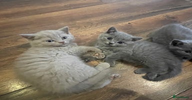 British Shorthair cats - Advert 4