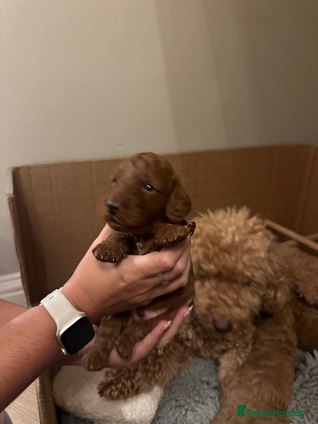 Miniature Poodle dogs for sale: Red Miniature Poodles  - Image 3