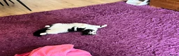 Mixed Breed cats for sale: Mavis - Advert 7