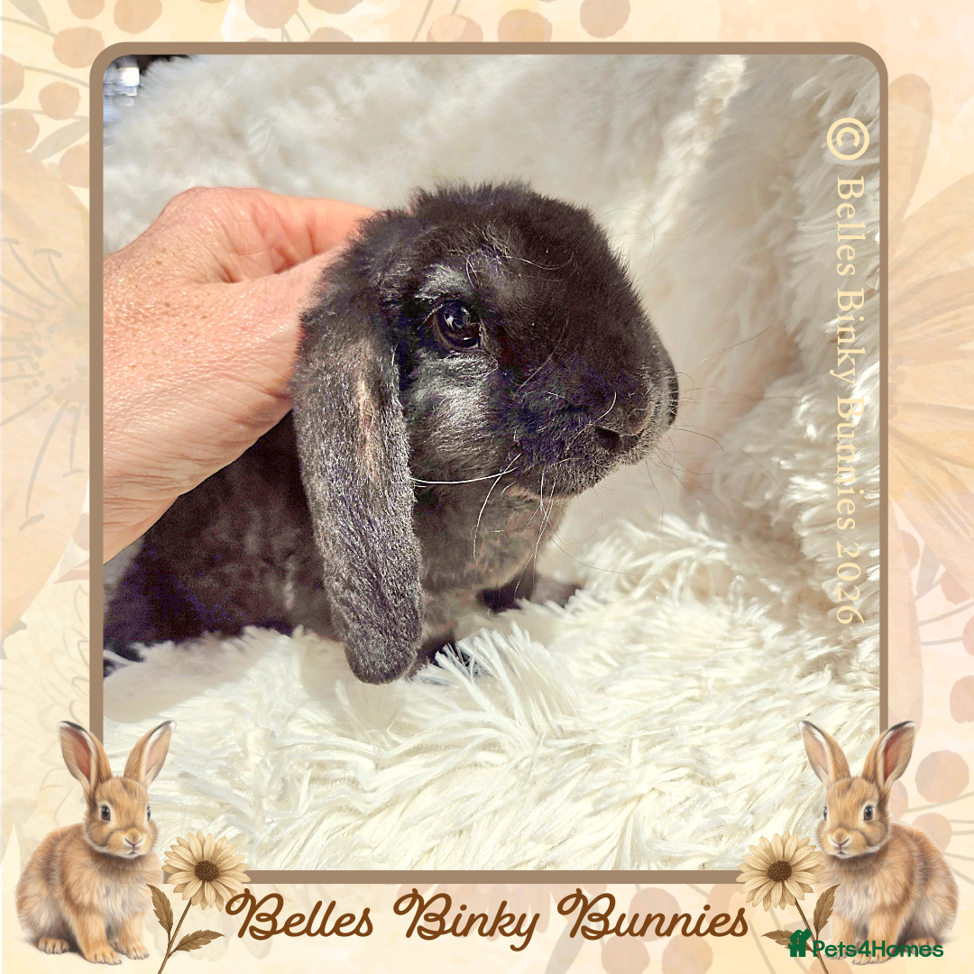 Mini Lop rabbits 🌼 Ready Sunday 🌼 Plush Baby Boy (Purebred)🌼  - Advert 1