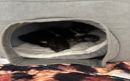 Mixed Breed cats for sale: 12 week old male mixed breed kitten for sale - Image 9