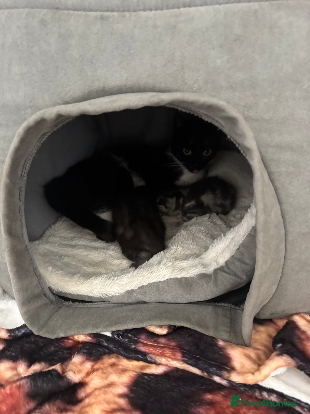 Mixed Breed cats for sale: 12 week old male mixed breed kitten for sale - Image 9