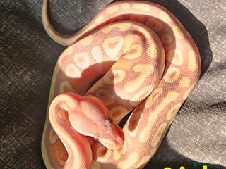 Python Snake reptiles CB25 Royal python hatchlings - Advert 15