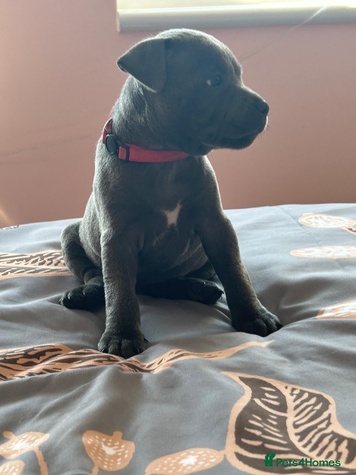 Staffordshire Bull Terrier dogs Staff puppies 2 girls  - Advert 2