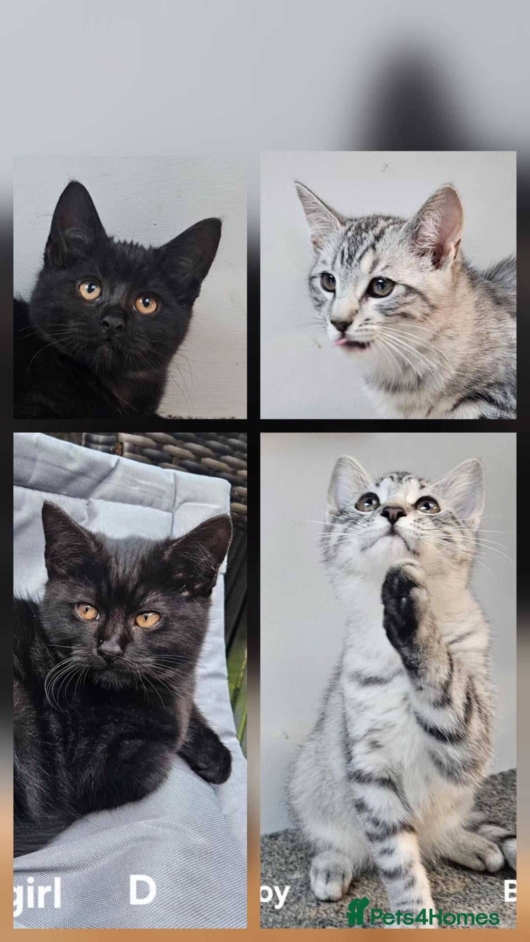 Maine Coon cats for sale: Maine coon cross kittens  - Advert 1