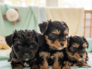 Yorkshire Terrier dogs - Advert 7