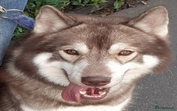 Siberian Husky dogs for stud: Siberian husky Stud (Proven) in Bishop's Stortford - Image 3
