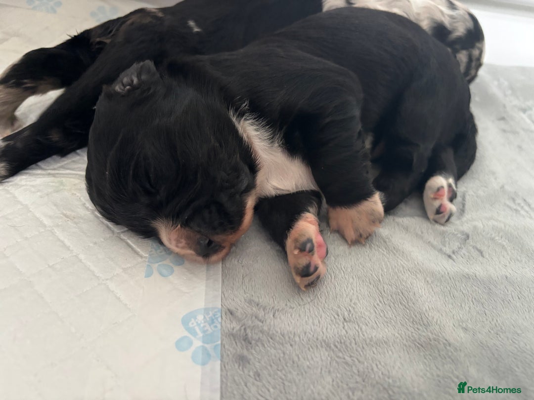 Cocker Spaniel dogs for sale: Cocker spaniel boys  - Advert 11