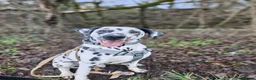 Dalmatian dogs for sale: 6 month old male dalmatian  - Advert 1