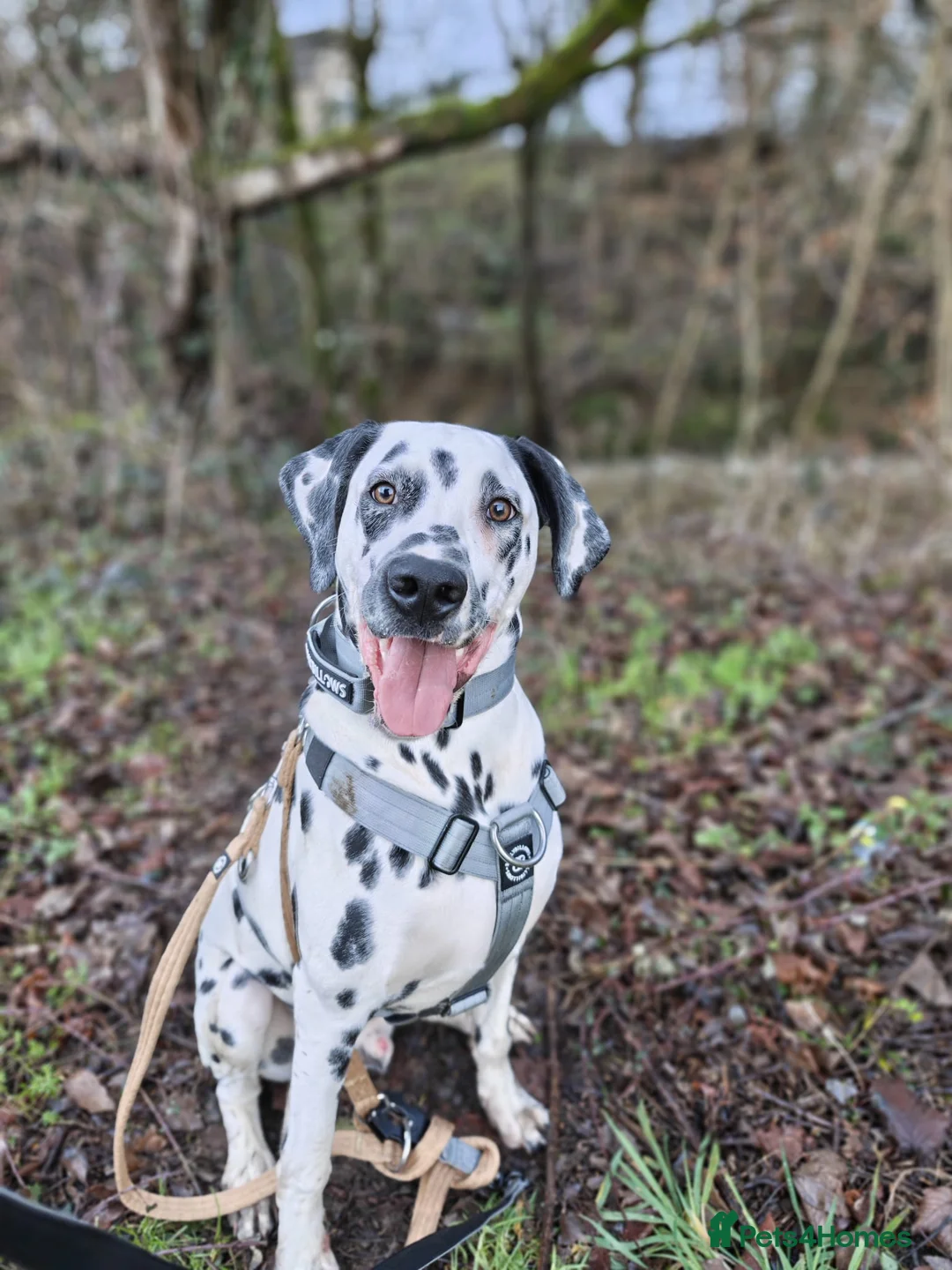 Dalmatian dogs for sale: 6 month old male dalmatian  - Advert 1
