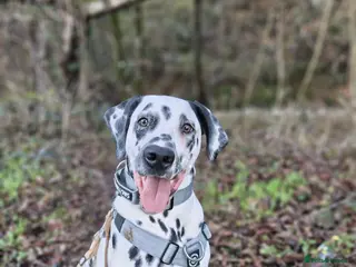 Dalmatian dogs 6 month old male dalmatian - Advert 5