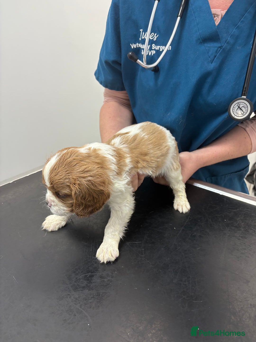 Cavalier King Charles Spaniel dogs for sale: Beautiful Blenheim King Charles cavalier puppies - Advert 11