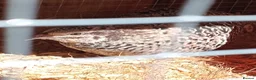 Quail poultry for sale: Hatching eggs sparkly and glitters  - Advert 23