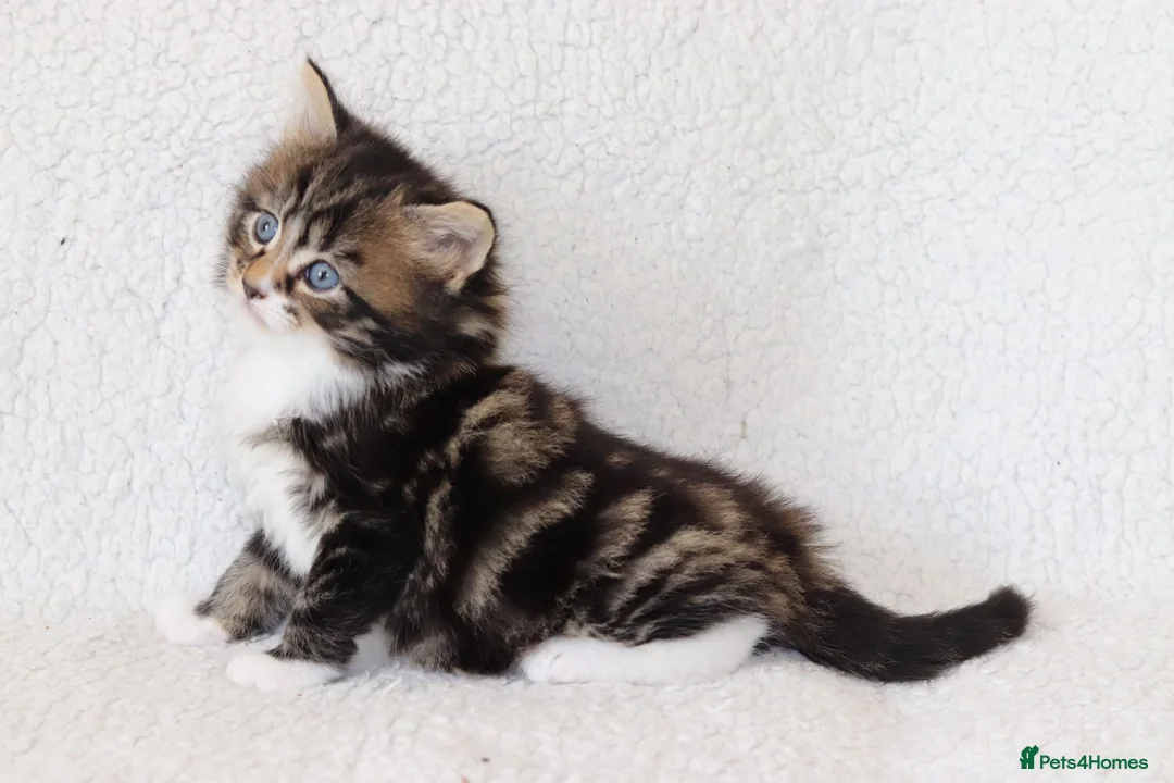 Mixed Breed cats for sale: Meet Our Beautiful Kittens! 🐾 - Advert 24