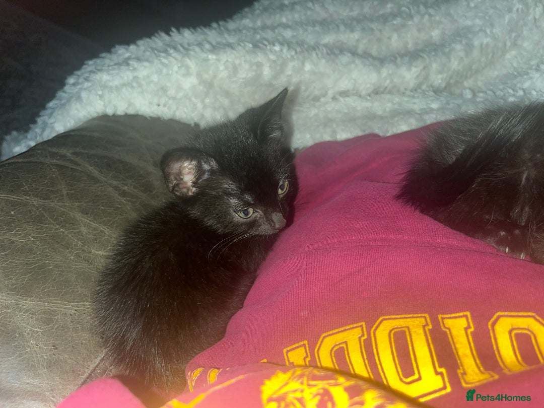 British Shorthair cats for sale: 3 black male kittens - Image 2