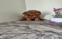 Toy Poodle dogs for sale: Beautiful Red Toy Poodle Puppies - Image 9