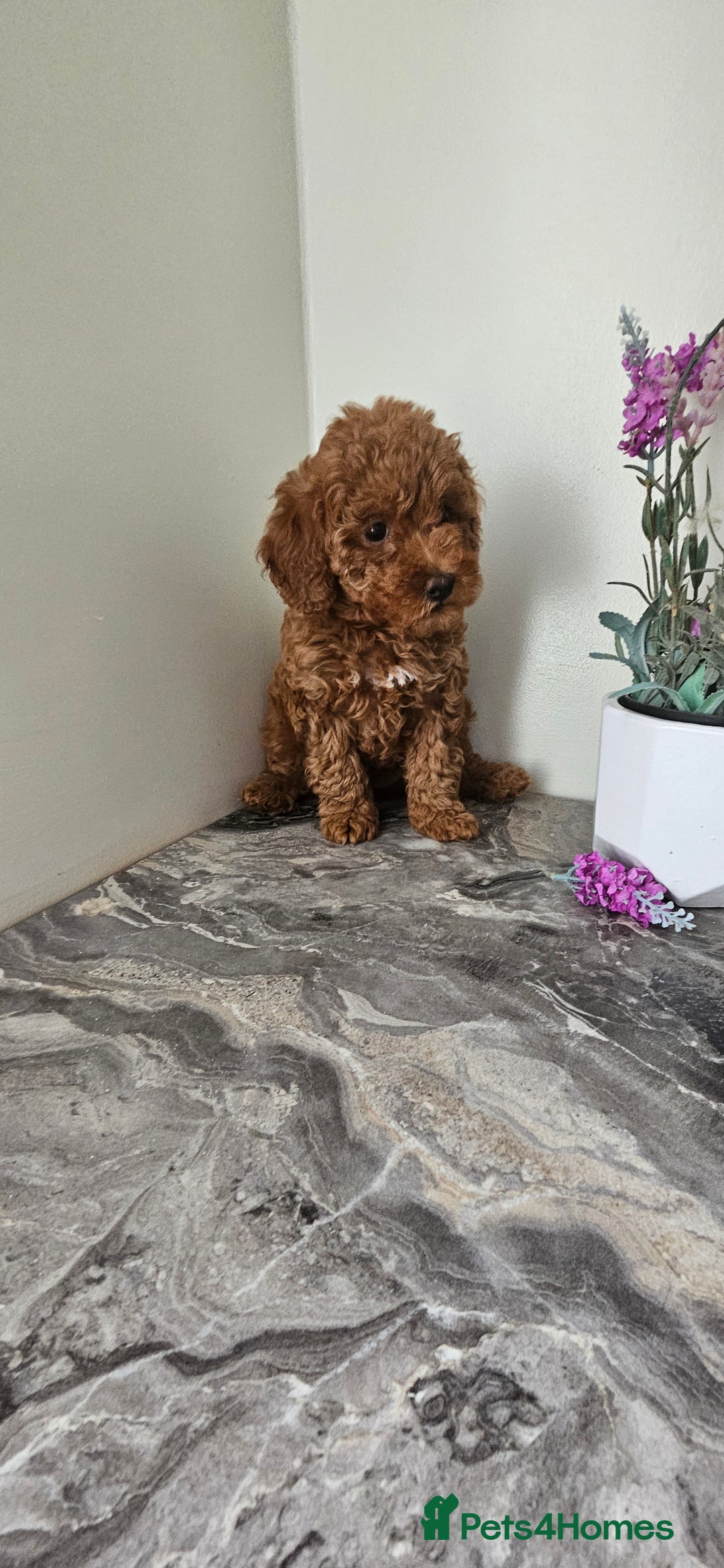 Toy Poodle dogs for sale: Beautiful Red Toy Poodle Puppies - Image 9