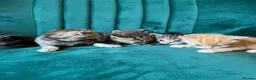 Mixed Breed cats for sale: Pure Tabby / Shorthair kittens  - Advert 8