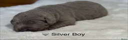 Labrador Retriever dogs for sale: Exceptionally health tested Kc reg Labrador pups - Advert 5