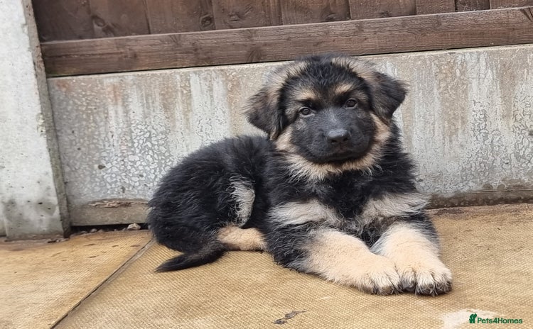 German Shepherd dogs - Advert 4