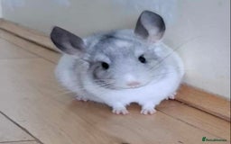Chinchilla rodents for sale: Chinchilla mosaic male 10 weeks  - Advert 1