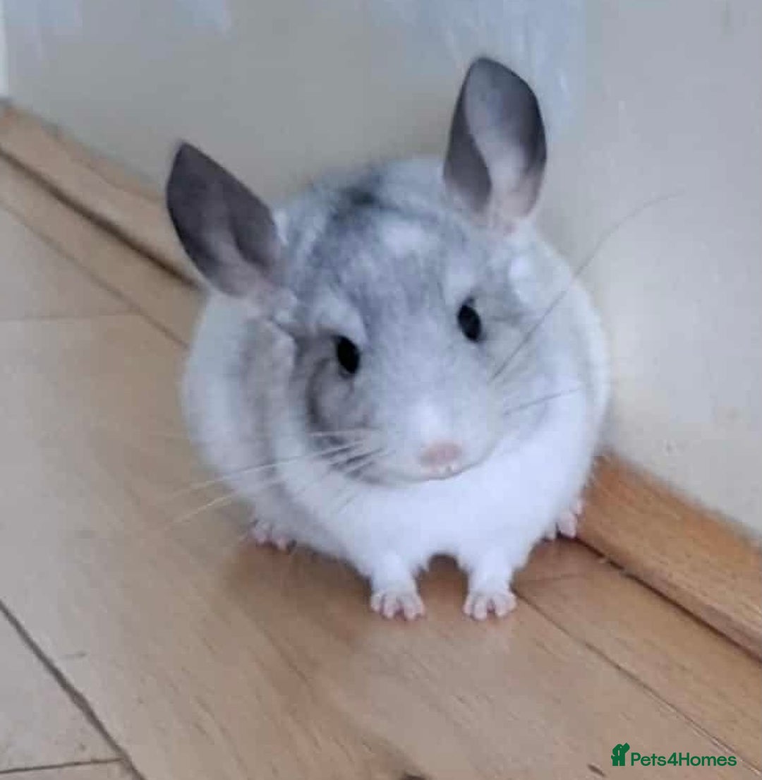 Chinchilla rodents for sale: Chinchilla mosaic male 10 weeks  - Advert 1
