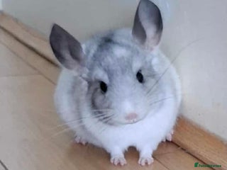 Chinchilla rodents Chinchilla mosaic male 10 weeks - Advert 8
