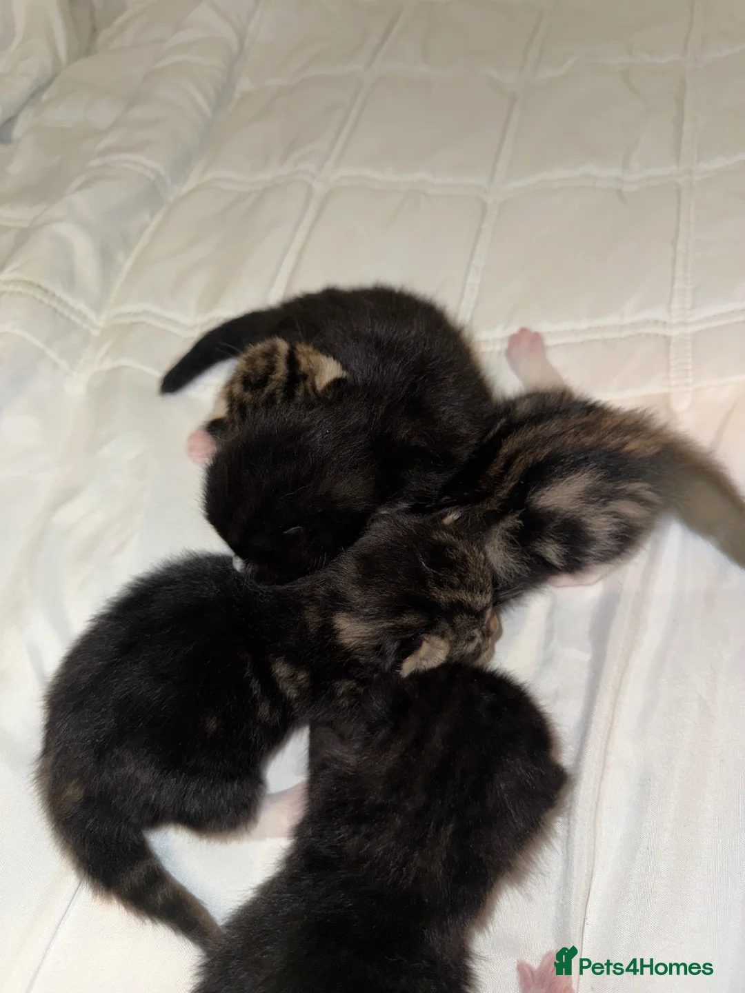Turkish Angora cats for sale: 🐾 Exceptional Turkish Angora x Kittens in Belper - Advert 2