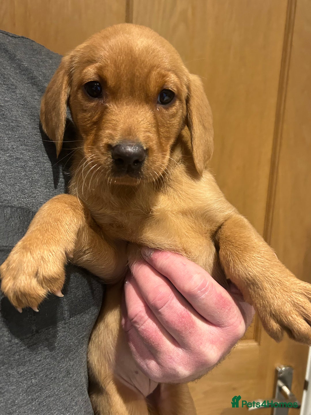 Labrador Retriever dogs for sale: KC registered red Labrador pups bitches only  - Image 8